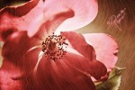 Floral_Rose_2010-3160-crweb